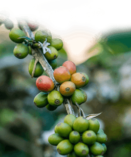 Cà phê Wahana Estate Makmura - thumbnail 4