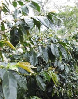 Cà phê Wahana Estate Makmura - thumbnail 3