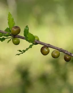 Sukkot Racemosa - thumbnail 3