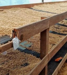 Alita Red Catuai 672D By Fincas Mierisch - thumbnail 5