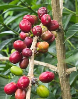 Nigussie Nare – Murago Outgrowers #03028 - thumbnail 4