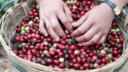 Decaf Kaffee - thumbnail 3