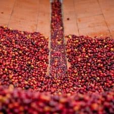 Green (Unroasted) El Ocote – 2nd place Mexico Cup of Excellence – Competition Series - thumbnail 1