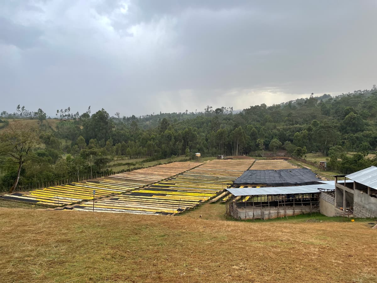 Yaye Washing Station Washed