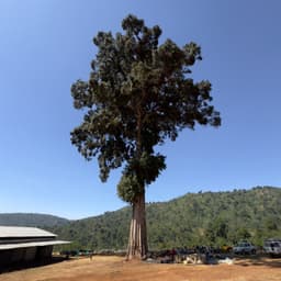 Danche - thumbnail 2