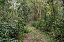 Kerehaklu - thumbnail 2