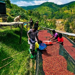 Shyira, RWANDA - Espresso - thumbnail 4