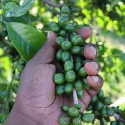 Gachatha AA Espresso KENYA - thumbnail 3