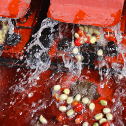 Gachatha AA Espresso KENYA - thumbnail 2