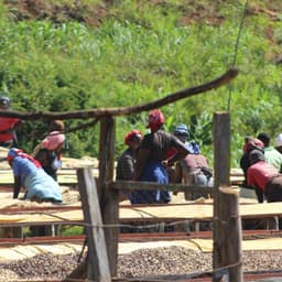 Gachatha AA Espresso KENYA - thumbnail 4