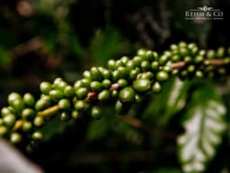 JULKAFFE – der diesjährige Winterkaffee aus Mexico - thumbnail 2