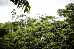 Women Coffee El Desarrollo – Frauenpower bis in den Ursprung - thumbnail 3