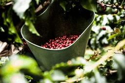 Women Coffee El Desarrollo – Frauenpower bis in den Ursprung - thumbnail 4