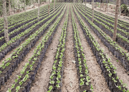 JULKAFFE – der diesjährige Winterkaffee aus Mexico - thumbnail 3