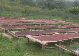 SPECIAL – winterlicher Filterkaffee aus Burundi - thumbnail 5