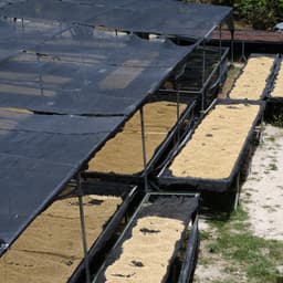 CABALLERO ESPRESSO / HONDURAS - thumbnail 4