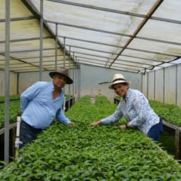 CABALLERO ESPRESSO / HONDURAS - thumbnail 3