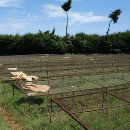 AA KAROGOTO / KENYA - thumbnail 4