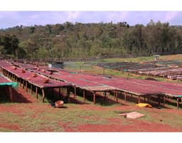 Konga Amederaro Supernatural (Ethiopia) - thumbnail 4