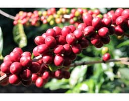 Vayichil, Decaffeinated - thumbnail 5