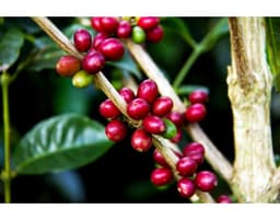 Finca Deborah, Aril Geisha Extended Natural CM, Washed Finish - thumbnail 5