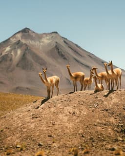 Zambia Kateshi Estate - thumbnail 1