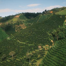 Colombia - Las Flores Red Bourbon - thumbnail 3