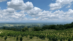 Wilton Benitez Java - thumbnail 4