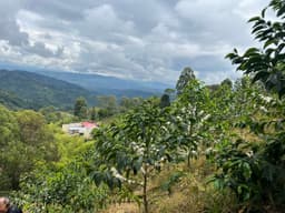 El Diviso Yellow Papayo Natural - thumbnail 2