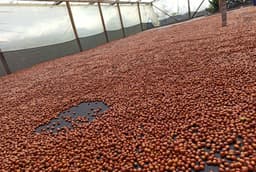 El Diviso Yellow Papayo Natural - thumbnail 4