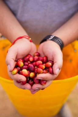 Yenifer Rojas Trujillo - thumbnail 3