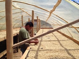 San Antonio Geisha - thumbnail 2