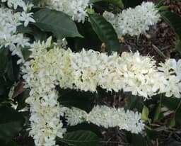 San Antonio Geisha - thumbnail 4