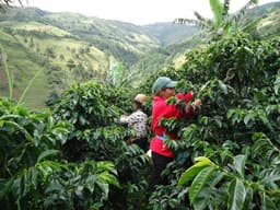 San Antonio Geisha - thumbnail 3