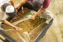 NEW RARE Colombia El Ventilador Pink Bourbon Anoxic - thumbnail 3