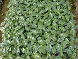 SEASONAL Decaf Jamaica Pink Bourbon Anoxic - thumbnail 3