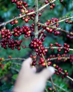 SEASONAL Indonesia Ijen Anaerobic Washed - thumbnail 4