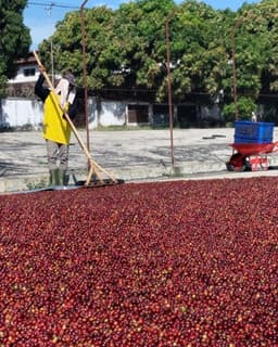 SEASONAL Indonesia Ijen Anaerobic Washed - thumbnail 3