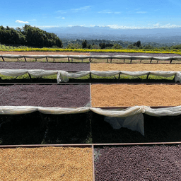 [C.O.E 6th Place] Costa Rica La Isla - thumbnail 4