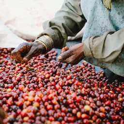 India, Kerehaklu - thumbnail 2