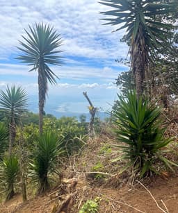 Honduras, San Vicente - thumbnail 2