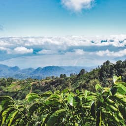 Honduras, San Vicente - thumbnail 3