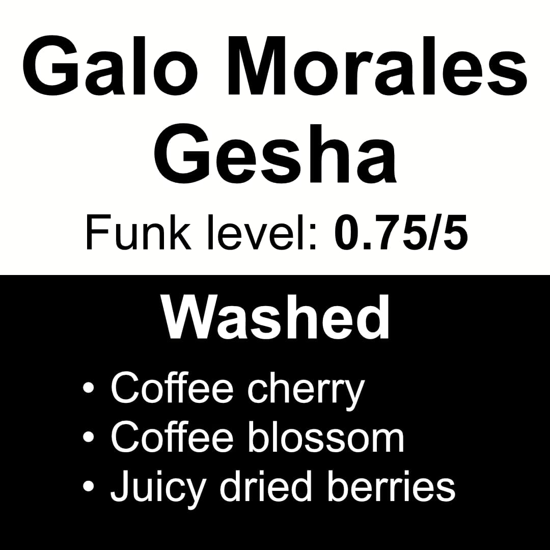 Galo Morales - Washed Gesha