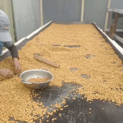 1kg Colombia Pink Bourbon