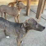 Nicaraguan Single Varietal Coffee - Los Congos Farm