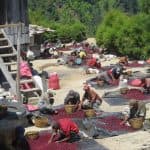 Nicaraguan Single Varietal Coffee - Los Congos Farm - thumbnail 4