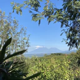 Guatemala Santa Elisa Estate Lot - thumbnail 2