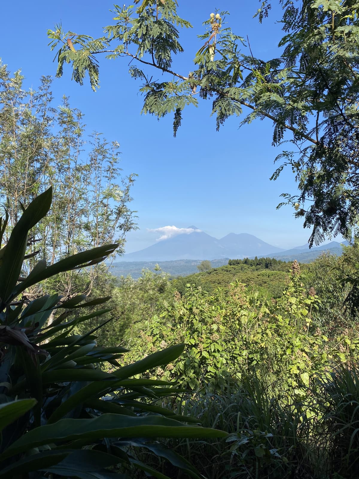 Guatemala Santa Elisa Estate Lot