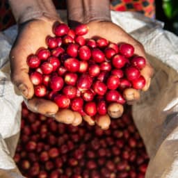 Limited Edition--Zambia Kateshi Estate Reserve "New Offering" - thumbnail 2
