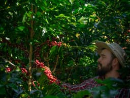 Rivense Caturra Honey - thumbnail 5